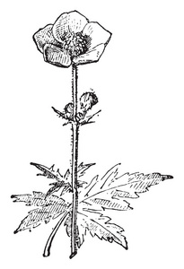 毛茛或石龙芮或 spearworts 或水 crowfoots, 复古刻插图。词汇与事物辞典Larive 和弗勒勒1895