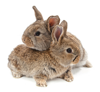 两个小兔子