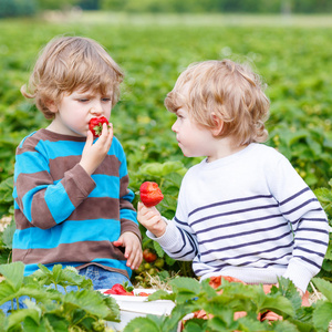 两个小朋友开心草莓农场在夏天