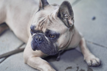 可爱的法国斗牛犬脸