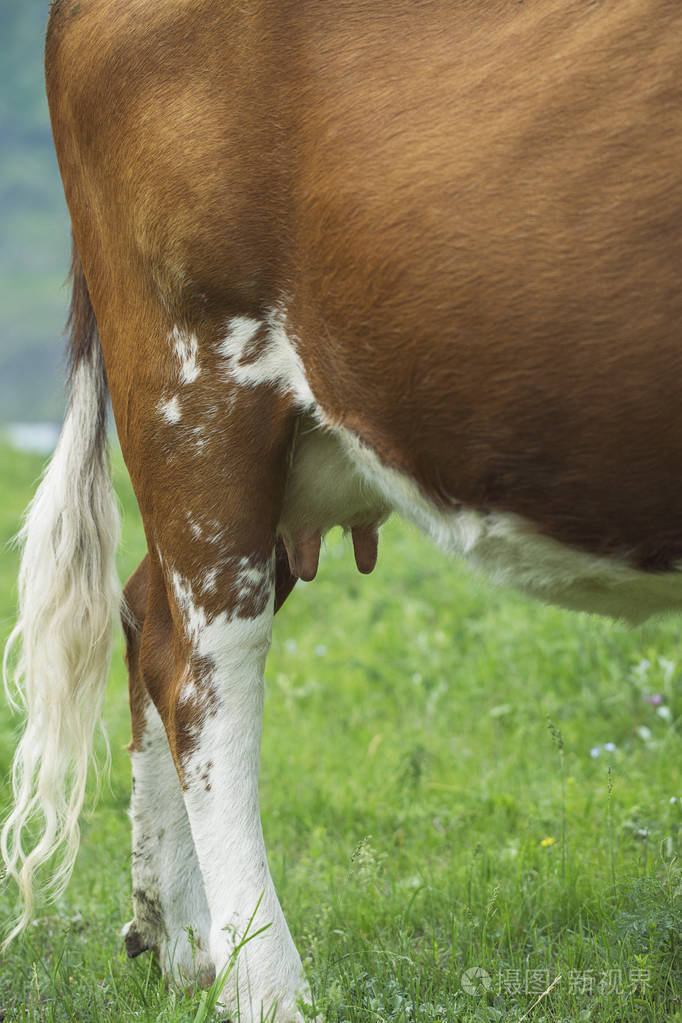 一只红牛的乳房在草地上特写