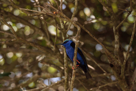 红腿 honeycreeper Cyanerpes cyaneus 栖息在花园的树枝上