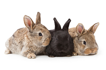 可爱的三个兔子