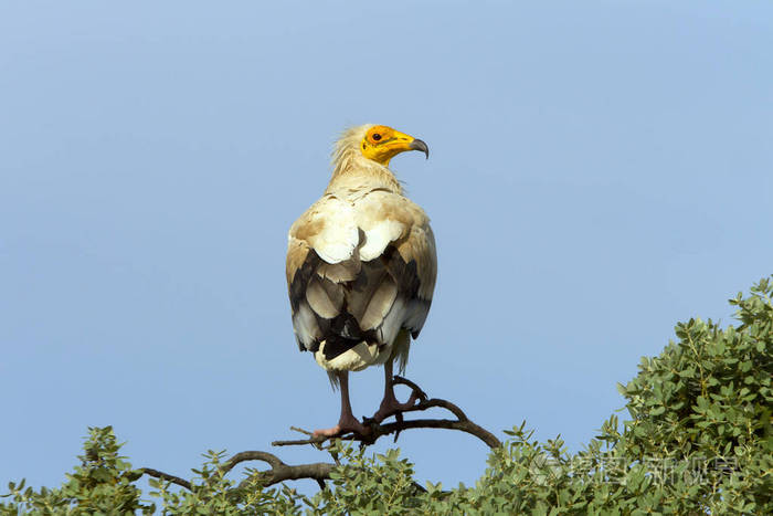 埃及秃鹫nephron percnopterus照片-正版商用图片08xz42-摄图新视界