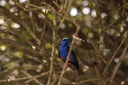 红腿 honeycreeper Cyanerpes cyaneus 栖息在花园的树枝上