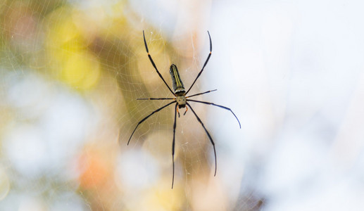 web 上的蜘蛛