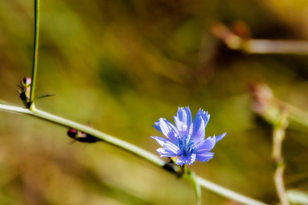 绿色草丛背景上的蓝色菊花图像