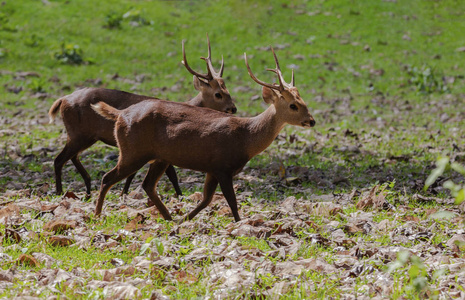 泰国怀卡哈哈昂野生动物保护区的鹿照片