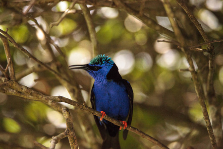 红腿 honeycreeper Cyanerpes cyaneus 栖息在花园的树枝上