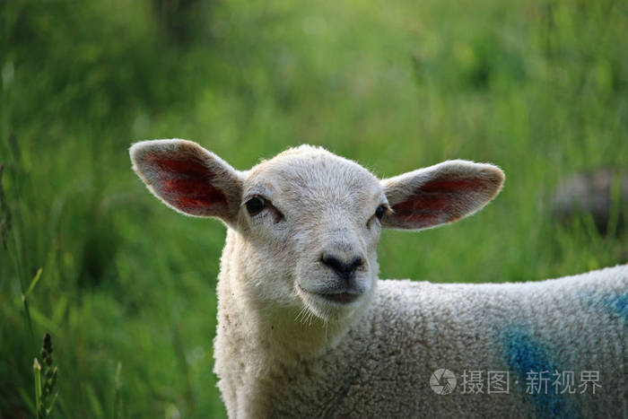 一只白色绵羊的头和肩膀大耳朵和一个可爱的脸在田野中的春季与草地