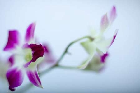 美丽的兰花查出的颜色背景选择性软焦点。充满活力的热带兰花花, 花卉背景