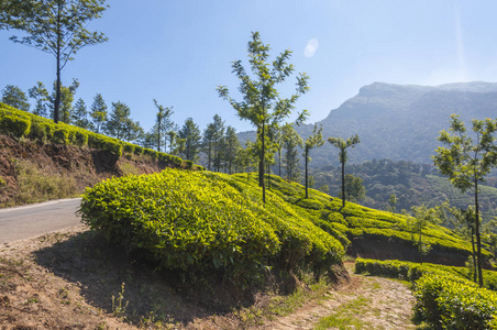 绿色山景 曲线高耸：美化农场景观 植物茶香