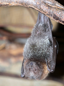 罗德里格斯果蝙蝠, pteropus rodricensis, 是非常罕见的性质照片