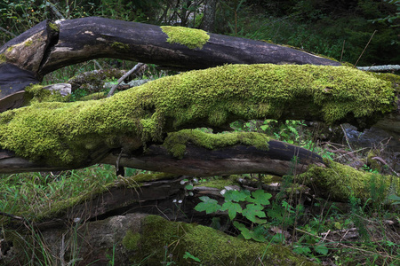 树干长绿色的苔藓图片