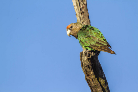 南非克鲁格国家公园的海角鹦鹉Psittacidae Poicephalus 粗壮家族的钱币