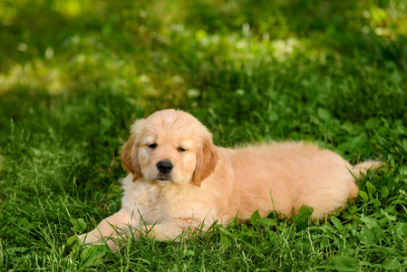 可爱的金毛猎犬幼崽