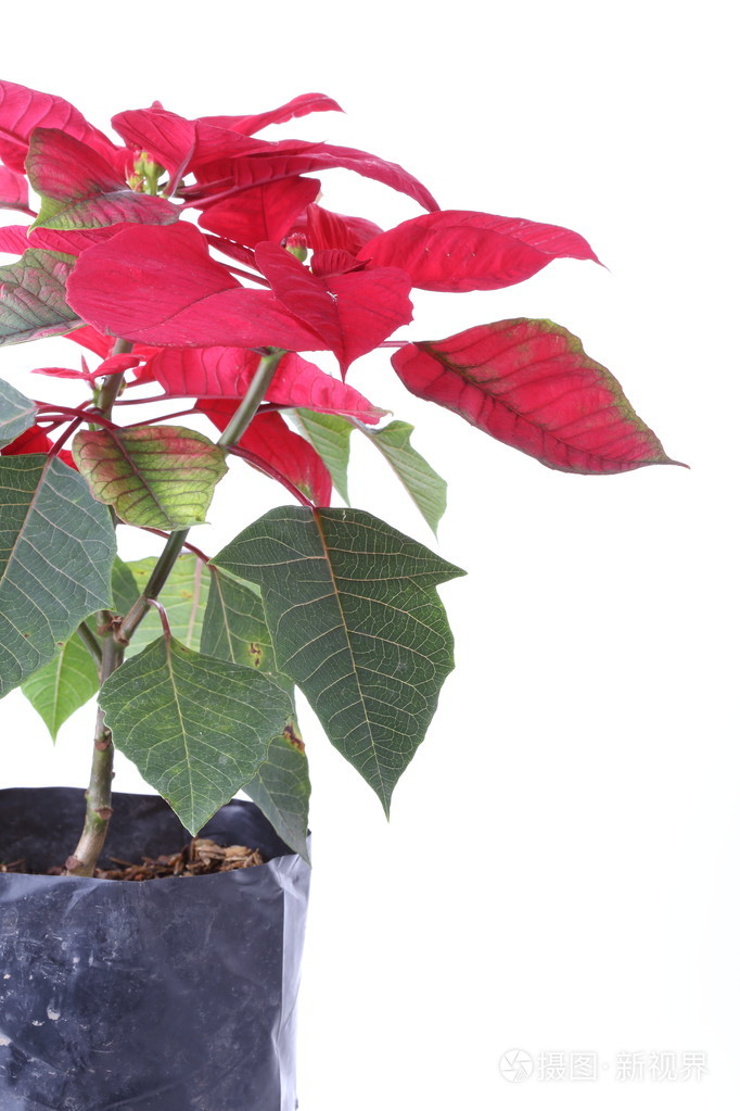 孤立在白色背景上的红色一品红树