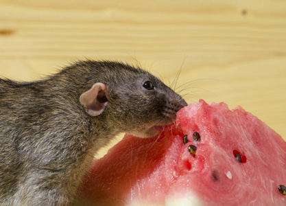 老鼠在木桌上吃有种子的西瓜照片