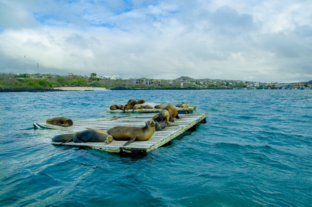海狮躺在码头加拉巴哥群岛