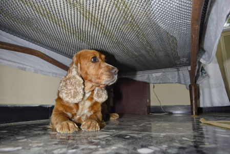 小狗出垂直图片