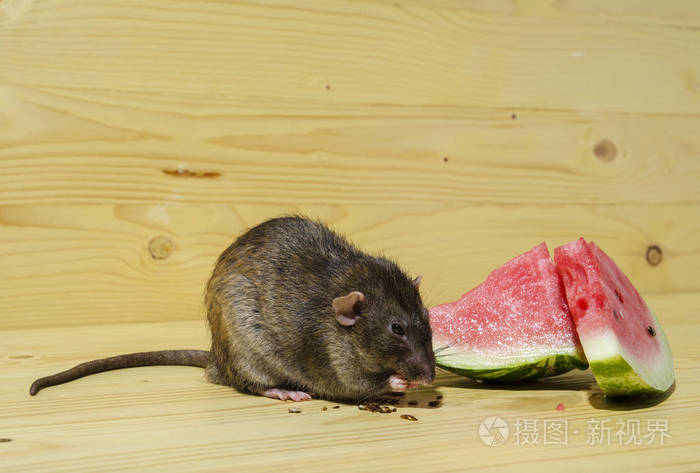 老鼠在木桌上吃有种子的西瓜