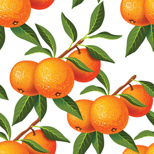 无缝的模式与一枝橘子和叶子在白色背景。植物例证向量