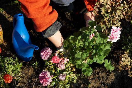 园丁手与污垢或土壤盆栽种植鲜花