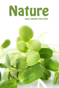 向日葵苗图片 向日葵苗素材 向日葵苗插画 摄图新视界