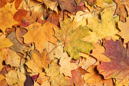 丰富多彩的季节性秋季背景。落叶图案