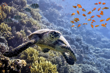 热带鱼类及海龟在红海