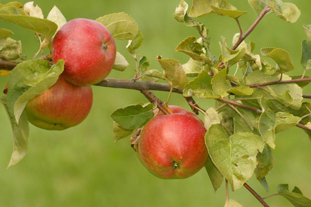 苹果上一根树枝在果园里, 的水果