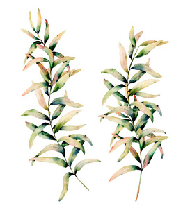 水彩秋草集。手绘绿色和黄色的树枝在白色背景下隔离。用于设计背景和织物的植物学插图。秋季打印
