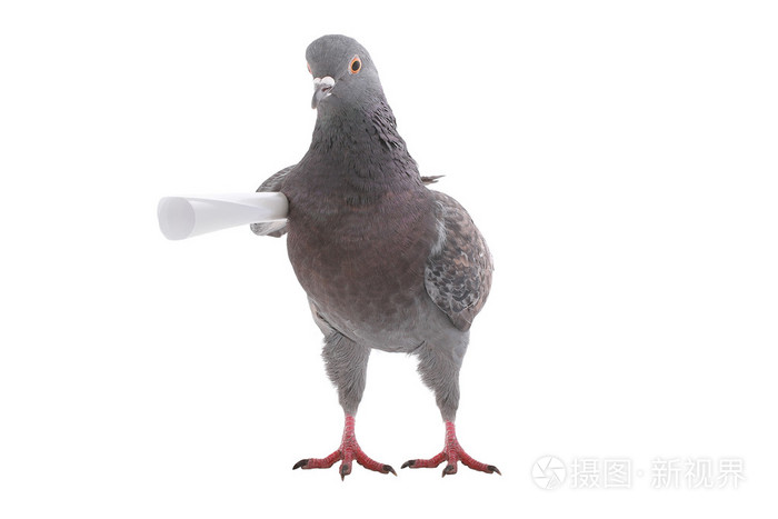 灰鸽子