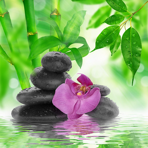 睡莲与石头和竹子spa 背景-兰花黑石头和竹子上水温泉概念与黑色