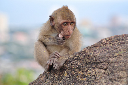 猴子坐在山图片
