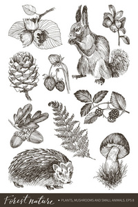 收集非常详细的手绘浆果, 坚果, 锥, 蘑菇, 蕨类植物, 松鼠和仓鼠隔离在白色背景。矢量设计