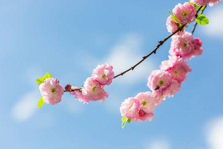 粉红色的樱花鲜花特写