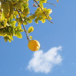 黄色的柠檬树上图片