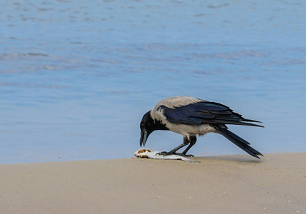 波罗的海沿岸的灰乌鸦吃死鱼