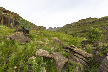 南非的卷心菜树和岩石德拉肯斯堡