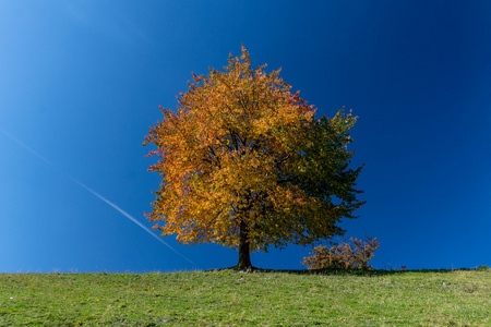 明亮的彩色的秋天树与清澈的蓝天