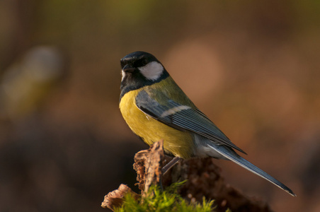 山雀parus 主要