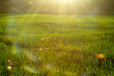 日光与耀斑稻田植物新鲜度的研究