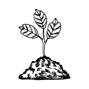 地下芽植物占图片-地下芽植物占素材-地下芽植物占插画-摄图新视界