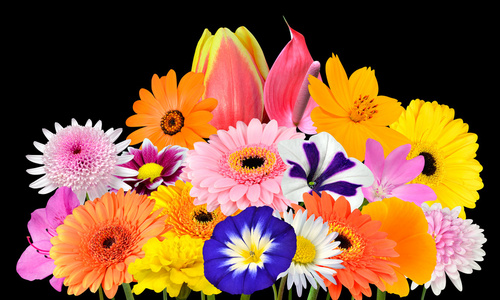 混合的大丽花花图片