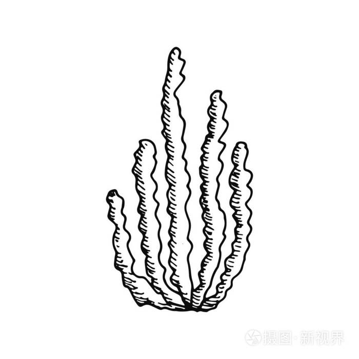 藻类图标集.被隔绝的海洋植物插画-正版商用图片08yu1u-摄图新视界