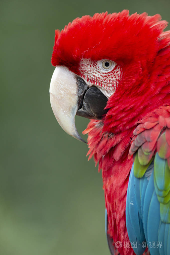 红色金刚鹦鹉从背景分离