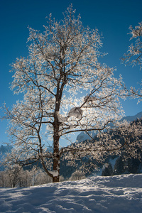 雪中树木