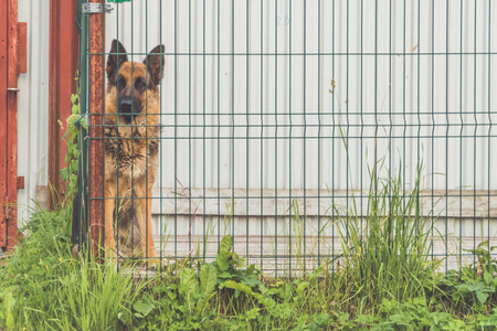 狗围栏图片