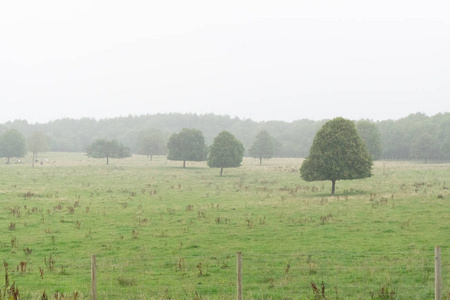 苏格兰 Treelined 田野和大雨